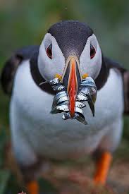 Birds That Look Like Penguins But Aren T Pin On I Luv All Birds Owls Ducks Geese And Penguins