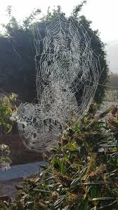 Father and son working together made clegg's termite and pest control what it is today. Humboldt Termite And Pest Control Annual Contract Coupon