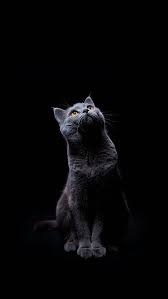 Animals Wallpapers Iphone Animals Wallpaper Iphone Kediler Ve Yavrulari Guzel Kediler Sevimli Kediler