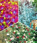Annual flowers for sale online. 39 95