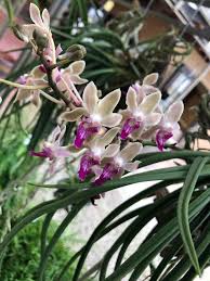 Image result for Tridactyle filifolia