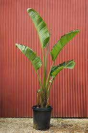 Image result for Strelitzia nicolai