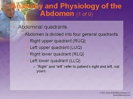 At the level of the pelvic bones, the abdomen. Chapter 28 Abdominal And Genitourinary Injuries Anatomy And