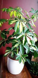 Note that it's natural for umbrella trees to shed some lower leaves to encourage new growth, but. Variegated Umbrella Plant Schefflera Buy Online Or Call 01630 652808