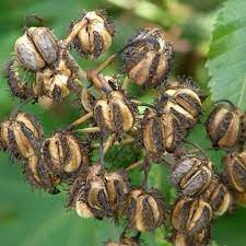 Castor Bean The Most Poisonous Plant In The World Plants Poisonous Plants Flowers Poisonous Plants