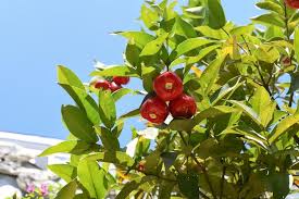 Image result for Syzygium jambos