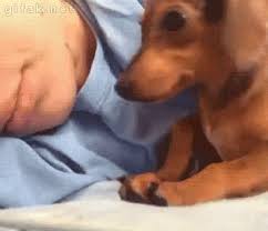 verrvain: thefingerfuckingfemalefury: SLEEP TIME IS NOW SWEET DREAMS HUMAN  I WILL BE HERE, SHARING MY WARMTHS I GOOD DOG I KEEP MY HUMAN SAFE This  shit fucking makes me weak Tumblr Porn