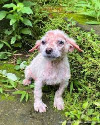 🐾 A FLOOD OF HELPLESS PUPPIES - THEY NEED YOU 🐶 Bali's ...