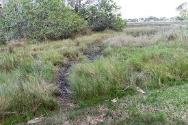 PHOTOS: Hogs going wild in Palm Coast's backyard
