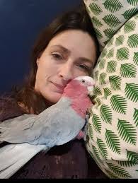 Found adult male galah in Thornlie