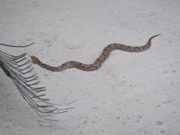 Black And White Lizard In Georgia Georgia Snakes 101 Snake Poisonous Snakes Georgia