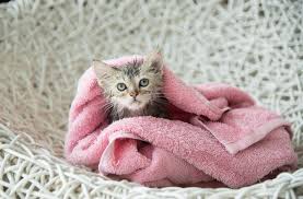 The hearing of the average cat is at least five times keener. 10 Interesting Facts About Newborn Kittens Petmd