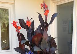 < image 1 of 3 >. Canna Tropicanna Black Canna Lily