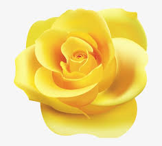 Think for a moment if there is a more perfect symbol or representation of love like heart clipart or a heart image. Png Roses Yellow Rose Clipart Png Transparent Png 800x763 Free Download On Nicepng