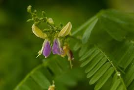 Image result for Abrus fruticulosus