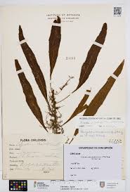 Image result for Pleopeltis macrocarpa