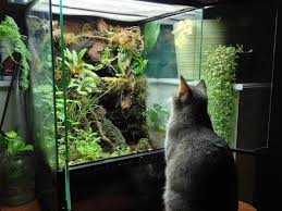 117 Exo Terra Terrarium X2f Vivarium Youtube Vivarium Terrarium Terrarium Centerpiece