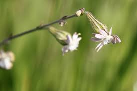 Image result for Silene burchellii