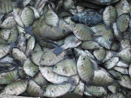 Check spelling or type a new query. File Kau Fish Jpg Wikimedia Commons