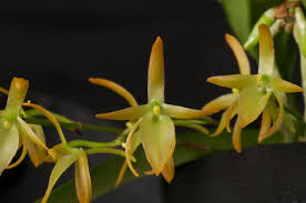 Image result for Rhipidoglossum