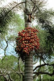 Image result for Wodyetia bifurcata