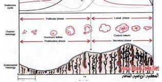 مراحل حياة المرأة periods of woman life هناك عدة مراحل تمر فيها الأنثى وتبدا من المرحلة الجنينية ثم مرحلة الطفولة يليها مرح health science women life science