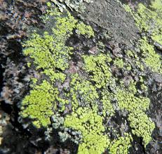 India is now contending with an array or fungal diseases as it continues to reel from the effects of the covid pandemic. What S That Growing On My Tree Forestry