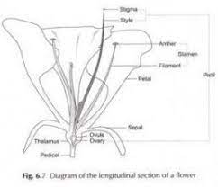 Seven Things You Should Do In Full Label Of Flamboyant Flower Full Label Of Flamboyant Flower Https Ift Tt 3 Parts Of A Flower Flower Drawing Flower Images