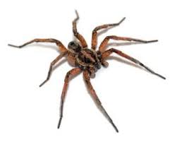 Check out our pest control reviews. Armor Pest Defense Pest Control Service Phoenix Arizona Facebook 10 Photos