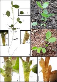 Image result for Aeschynomene multicaulis