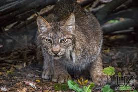 Ссылка на полный каталог lynx. Zoo Seeks Support To Expand Lynx Exhibit Rome Daily Sentinel