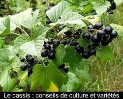 Le Cassis Conseils De Culture Et Varietes