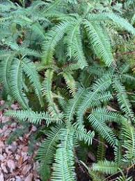 Image result for Gleicheniaceae