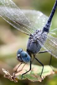 Black Book Winds Of Change Bug Pin By Tinka Grujic On Dragonfly Disambiguation Dragonfly Dragonfly Insect Dragonfly Art