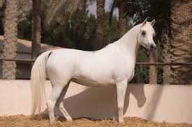 It's a unique horse (can also be bought randomly from stables in blackwater that's all wild horse breeds needed to complete the horseman 10 challenge in rdr2. 120 Arabian Horse Names The Paws