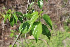 Image result for Colubrina asiatica