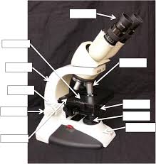 May 16, 2017 · dalam artikel ini saya akan membagikan 10 contoh soal label text dan kunci jawaban terbaru untuk pelajar sekolah menengah pertama kelas 7, 8 atau 9 smp/mts. Label The Microscope Diagram Download Scientific Diagram