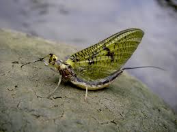 Image result for Pycreus macrostachyus