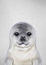 Baby Seal Colorful Poster Print By Gal Design Displate Baby Animal Drawings Animal Posters Cute Seals Cute seal pups have often served as mascots for conservation organizations. baby seal colorful poster print by gal