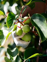 L Histoire De Nergi Le Petit Fruit 100 Naturel