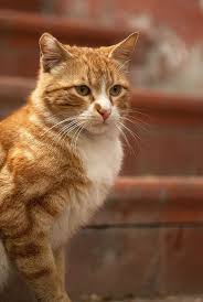 Black And Orange Tabby Kitten Not Surprisingly Orange Cats Are Often Considered Friendly And Loveable While White Cats Are Seen As Distant And Bla Orange Cats Cat Facts Tabby Cat Pictures