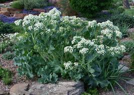 Image result for Crambe hispanica