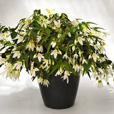 Maybe you would like to learn more about one of these? Begonia Bertinii Boliviensis Santa Barbara