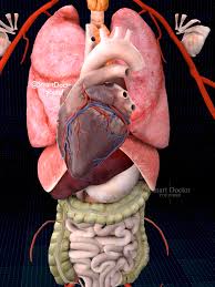 Image result for internal organs