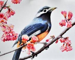 Colour Bird On Tree Drawing Original Drawing Realistic Colored Pencil Bird By Artcornershop Bird Drawings Colorful Drawings Color Pencil Art