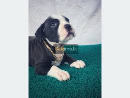 Proven tips from dog experts that has worked for more than 875,000 dog owners worldwide. Pets Pitbull Puppies In Negombo Saleme Lk