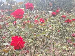 Mereka tidak membutuhkan banyak perawatan, agak mudah tumbuh dan tidak. Semerbak Aneka Mawar Di Taman Bunga Nusantara Halaman All Kompasiana Com