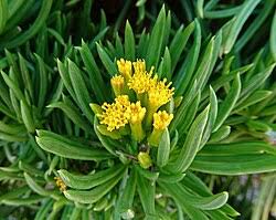 Image result for Kleinia schweinfurthii