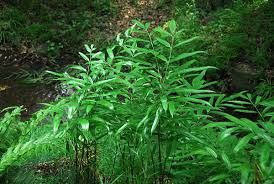 Image result for Coniogramme