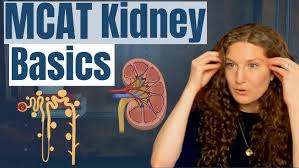 Nonreducing Sugars And Glycosidic Bonds : R/Mcat